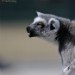 Ringtailed Lemur